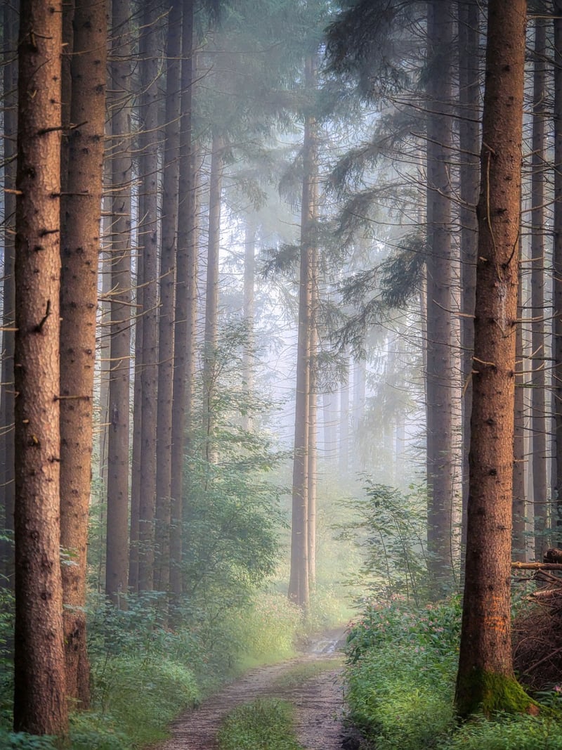 Mystery Trails